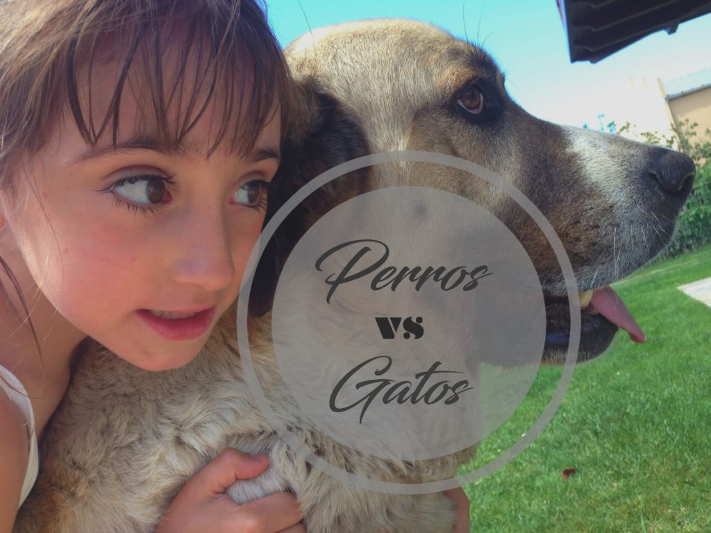 perros vs gatos, perros, animales, gatos