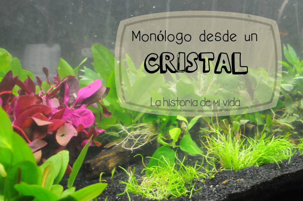 monologo desde un cristal, persistencia o cambio, mar vidal